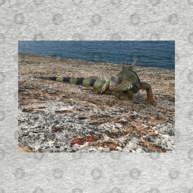 Iguana in Puerto Rico by AJ